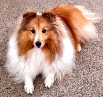 Summer the Shetland Sheeep Dog